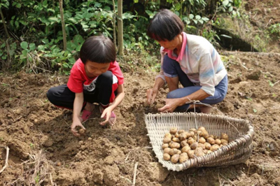 貝店再創(chuàng)吉尼斯世界紀(jì)錄：24小時單一網(wǎng)上平臺銷售最多的土豆